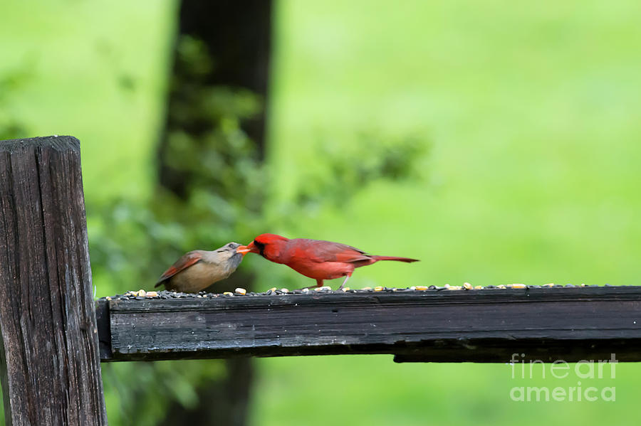 Kissing cardinals #1 Photograph by Dan Friend