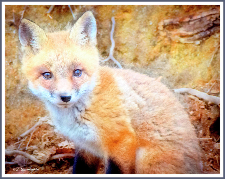 Kit Fox, Animal Portrait #2 Digital Art by A Macarthur Gurmankin
