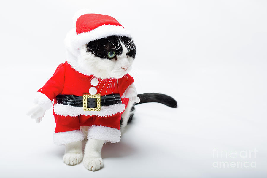 kitten Santa Claus #2 Photograph by Benny Marty