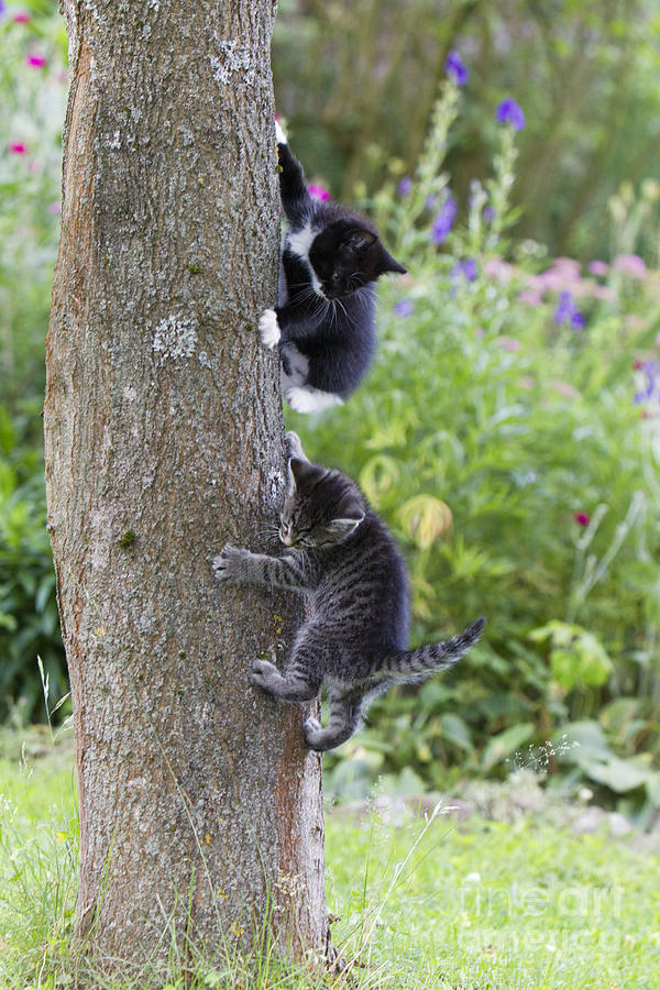 Kittens Climbing Tree Photograph by Duncan Usher Fine Art America