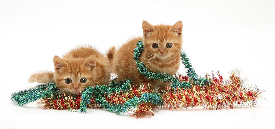 Kittens With Tinsel #1 Photograph by Jane Burton