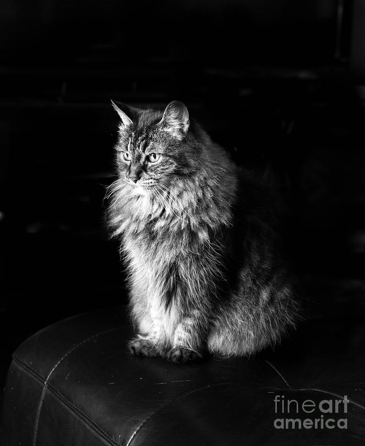 Kitty Kitty #1 Photograph by Kip Krause