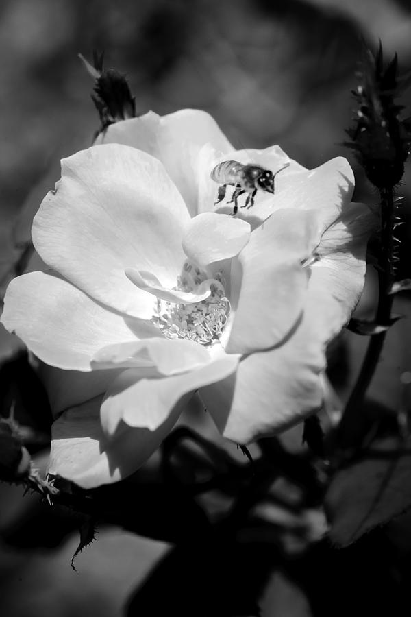 Knockout Roses Painted BW #1 Photograph by Rich Franco