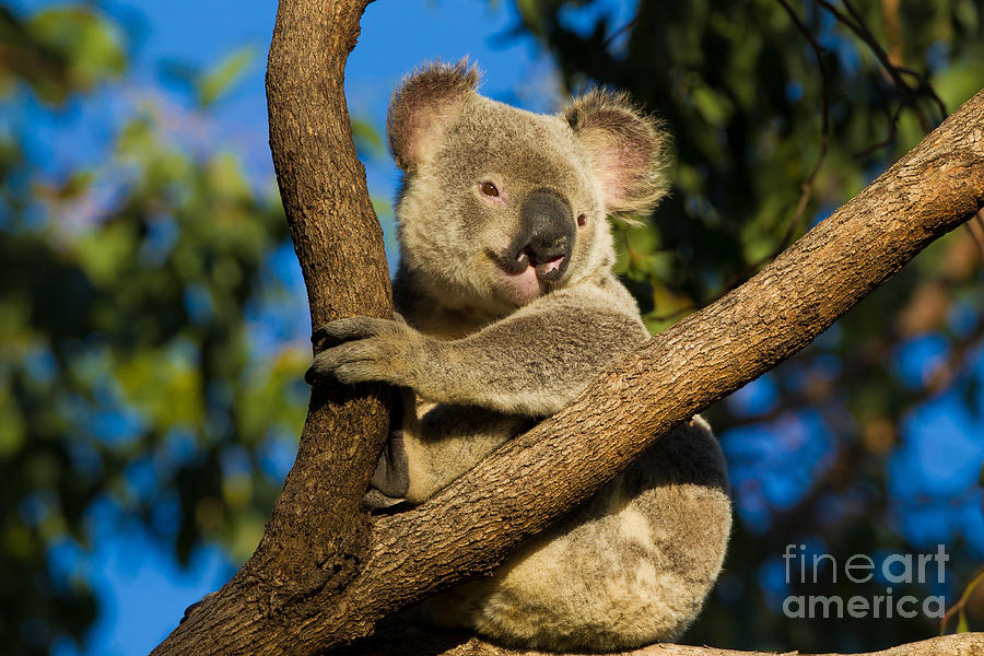 Koala Photograph - Koala #1 by B.G. Thomson