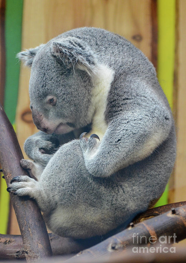 Koala, Edinburgh Zoo Photograph by Colin Mackay - Fine Art America