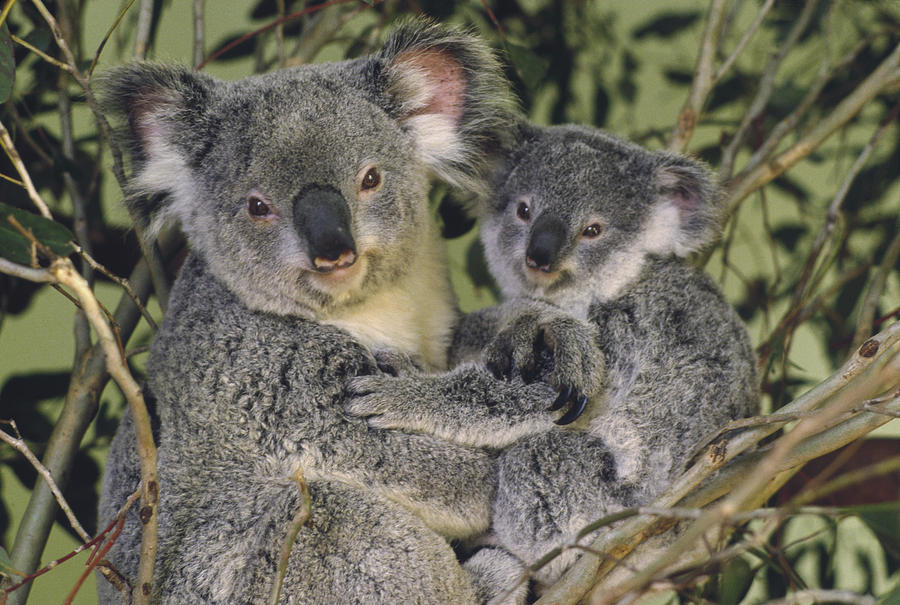 Koala Phascolarctos Cinereus Mother Photograph by Gerry Ellis - Fine ...