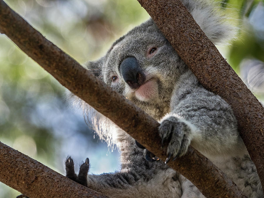 Koala #2 Photograph by Walt Sterneman