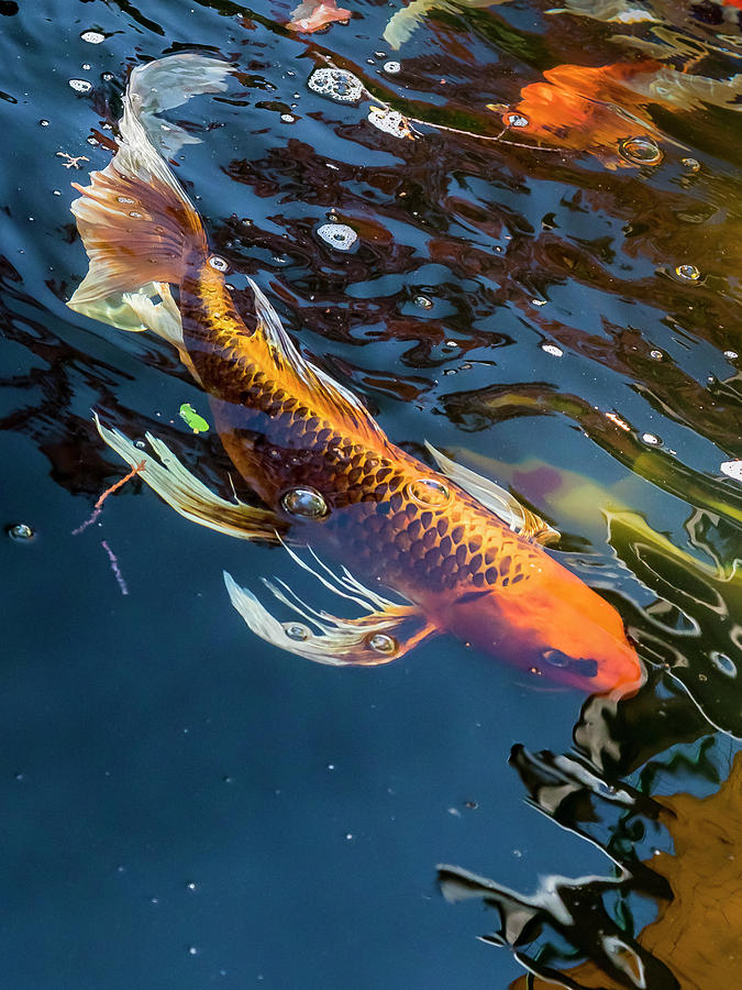Koi #1 Photograph by Mark Mille