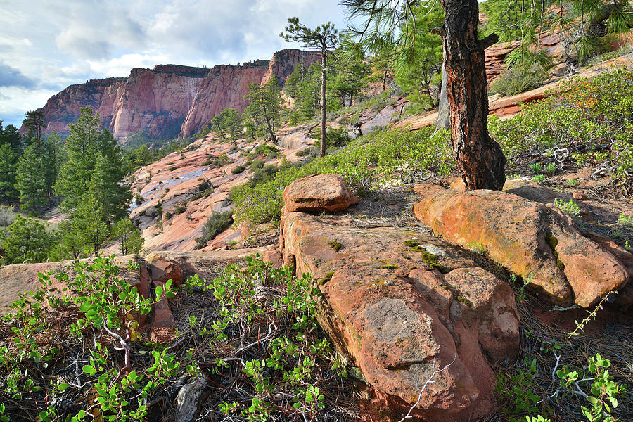 Kolob Canyon High Country #1 Photograph by Ray Mathis