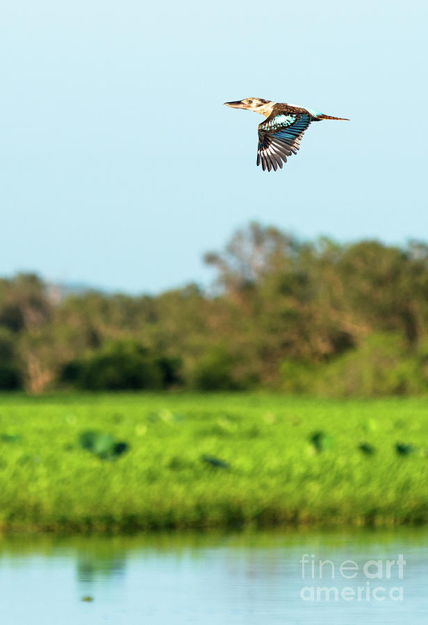 Kookaburra in flight over Yellow Water Wetlands #1 Photograph by Andrew Michael