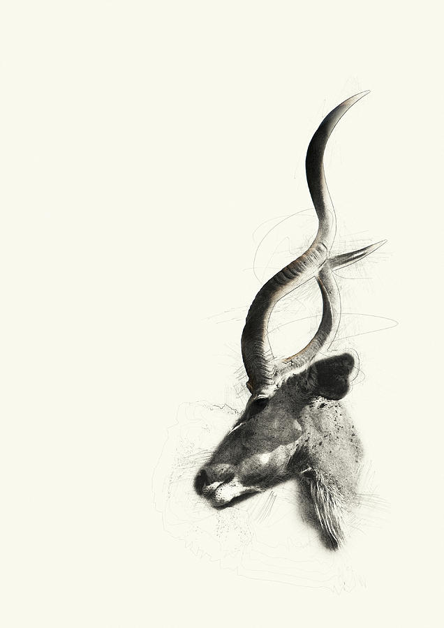 Kudu #1 Photograph by Dray Van Beeck