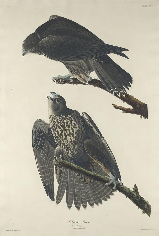 John James Audubon Drawing - Labrador Falcon #1 by Dreyer Wildlife Print Collections 