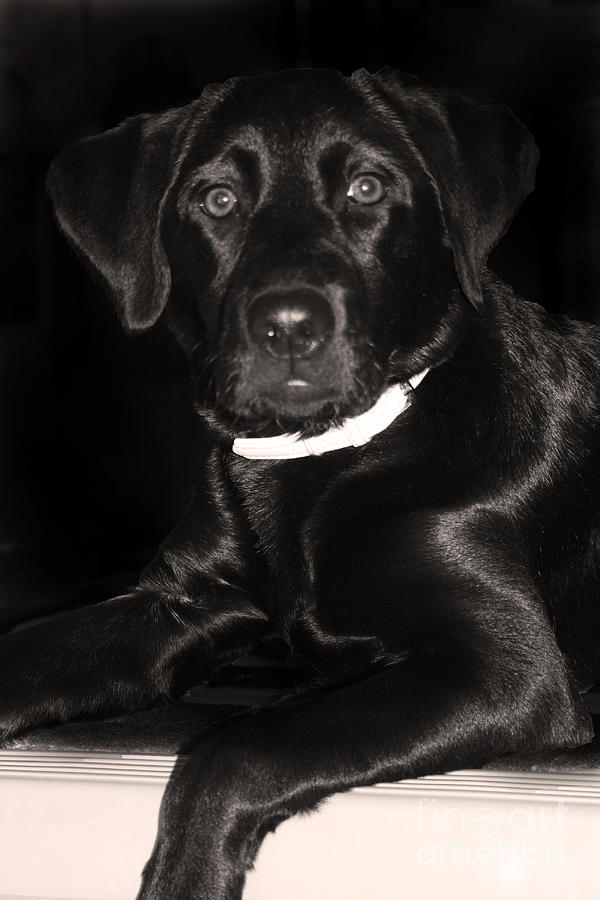 Labrador Retriever Photograph - Labrador Retriever  #1 by Cathy Beharriell
