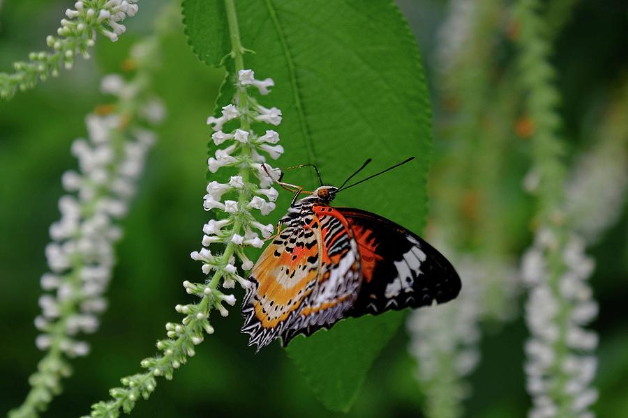 Red Lacewing Photograph by Ronda Ryan