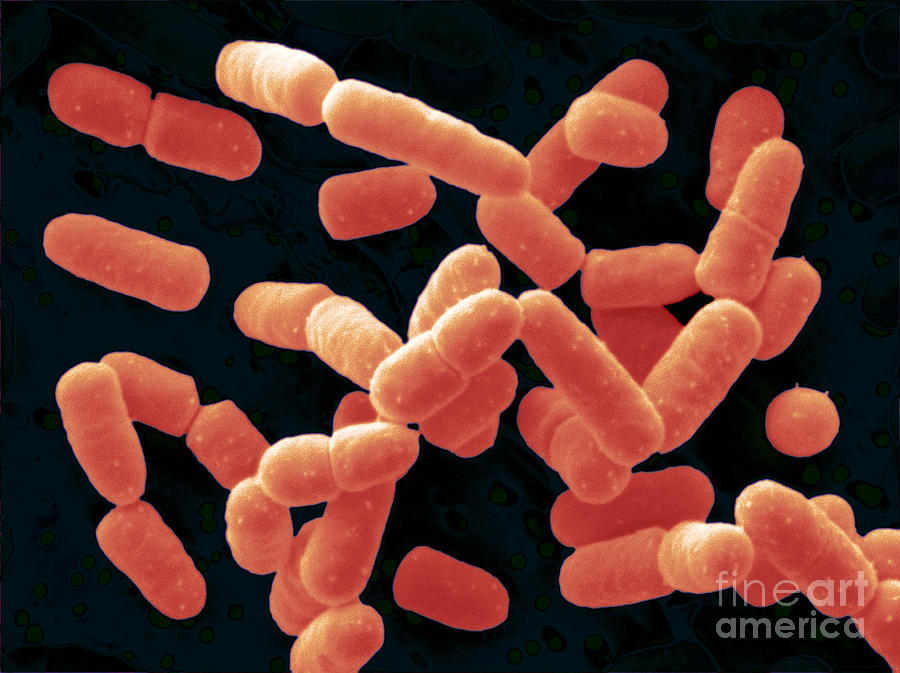 Lactobacillus Salivarius Bacteria #1 Photograph by Scimat