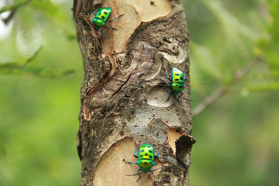 Ladybug Photograph - Lady-Bird Closup #1 by Pradip Patel