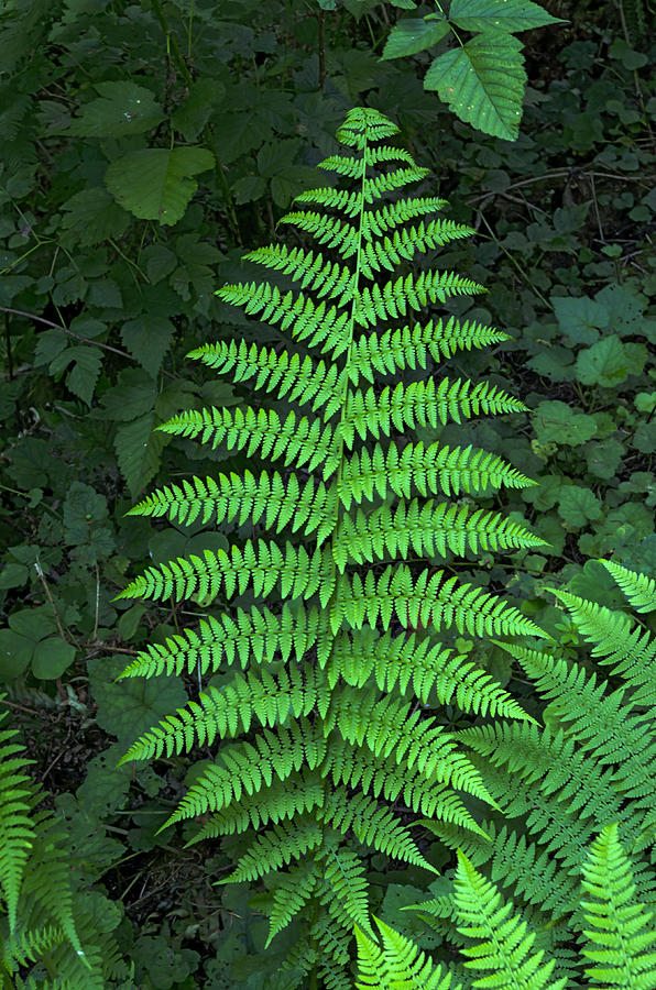 Lady Fern in Silver Falls State Park near Silverton, Oregon Photograph ...