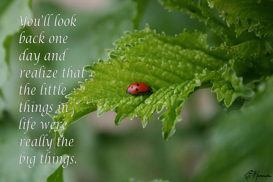 Ladybug #1 Painting by Ellen Henneke