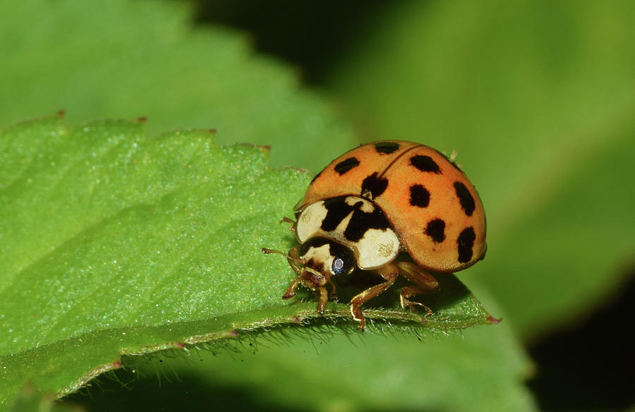 Asian Lady Beetle #2 Photograph by Larah McElroy