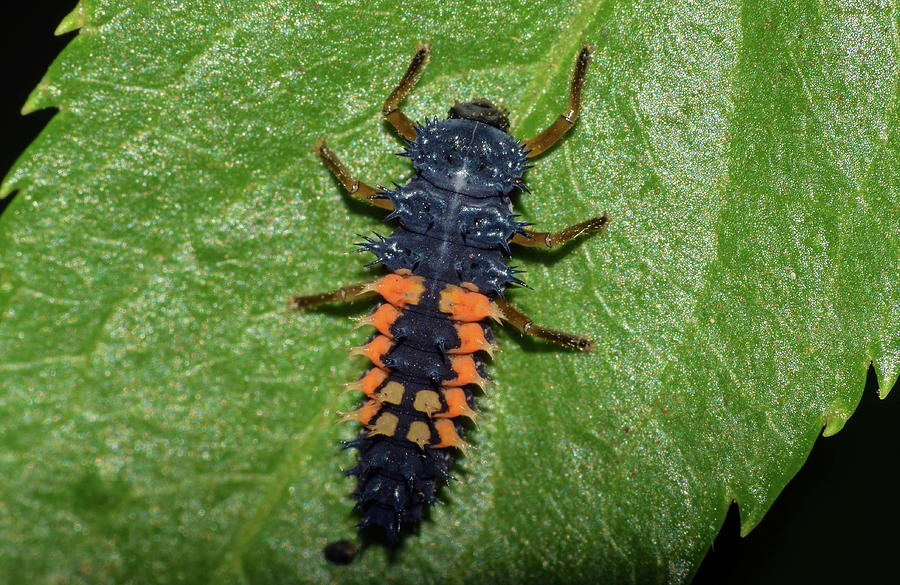 Asian Lady Beetle Larvae Photograph by Larah McElroy