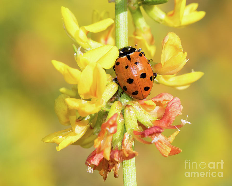 Ladybug #1 Photograph by Mimi Ditchie