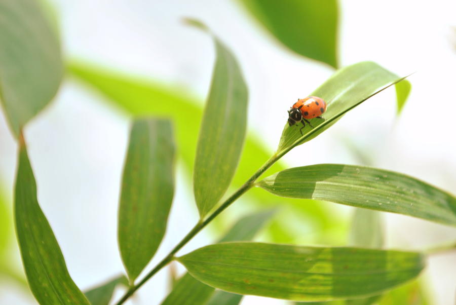 Ladybug on Bamboo #1 Photograph by Nathan Abbott