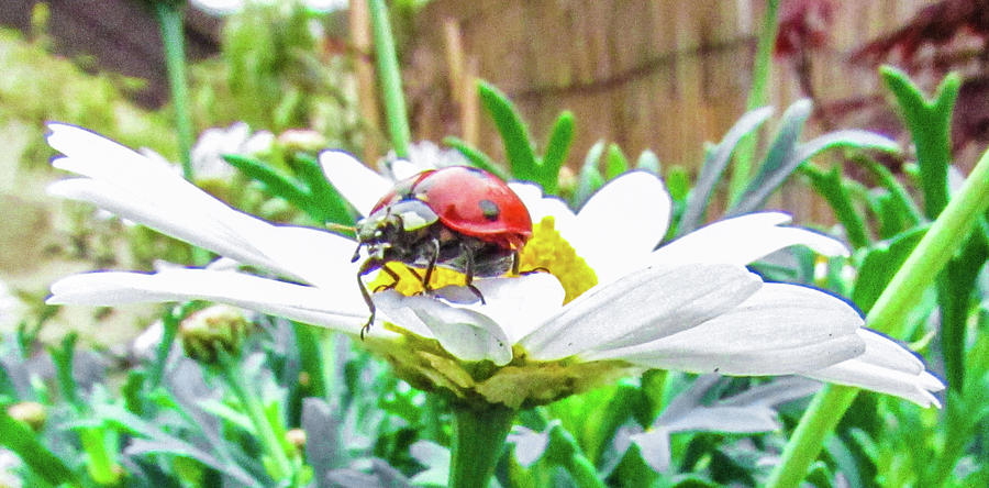 Daisy Photograph - Ladybug on Daisy Flower #1 by Cesar Vieira
