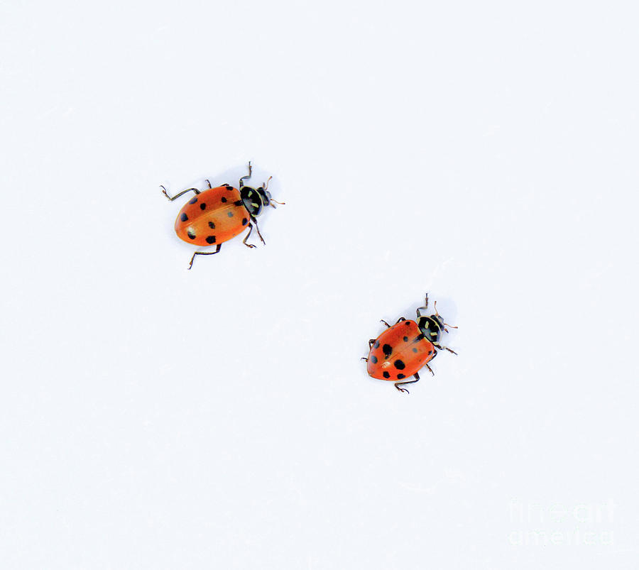 Ladybugs #1 Photograph by Bruce Block
