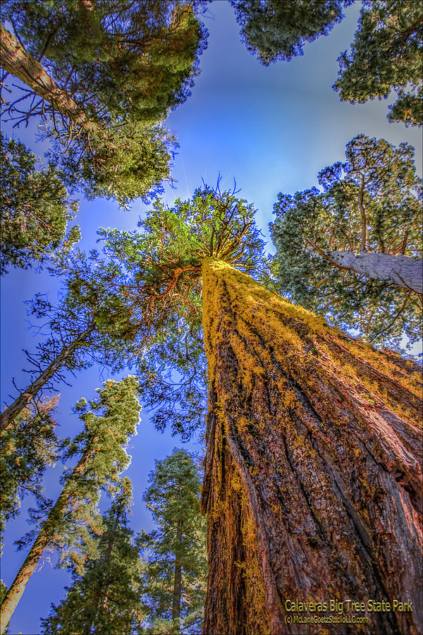 Tree Photograph - Giant Sequoia Trees IV by LeeAnn McLaneGoetz McLaneGoetzStudioLLCcom