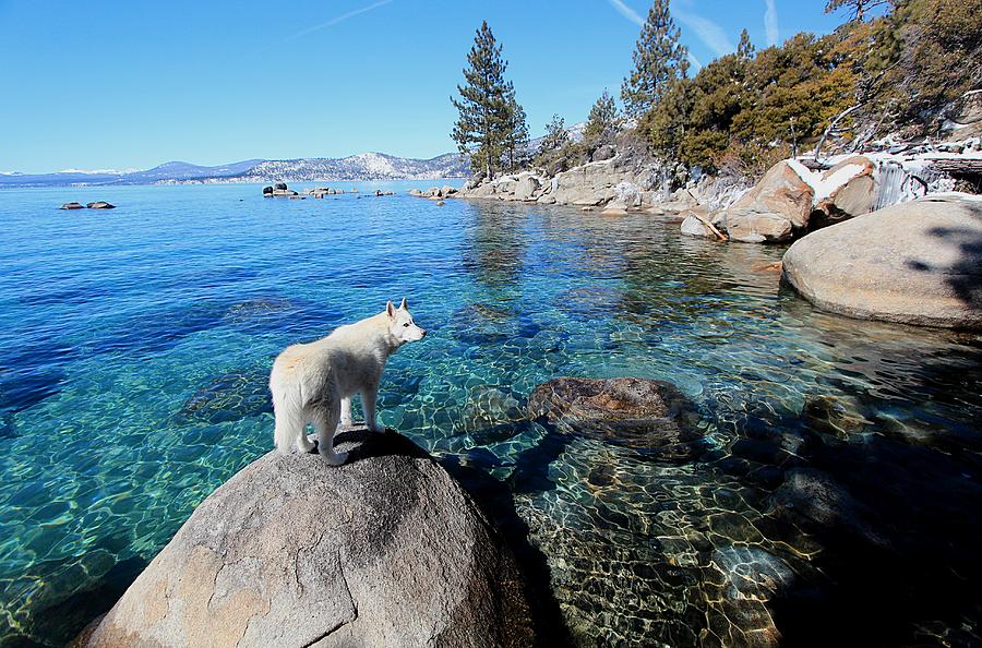 Lake Tahoe Wild #2 Photograph by Sean Sarsfield
