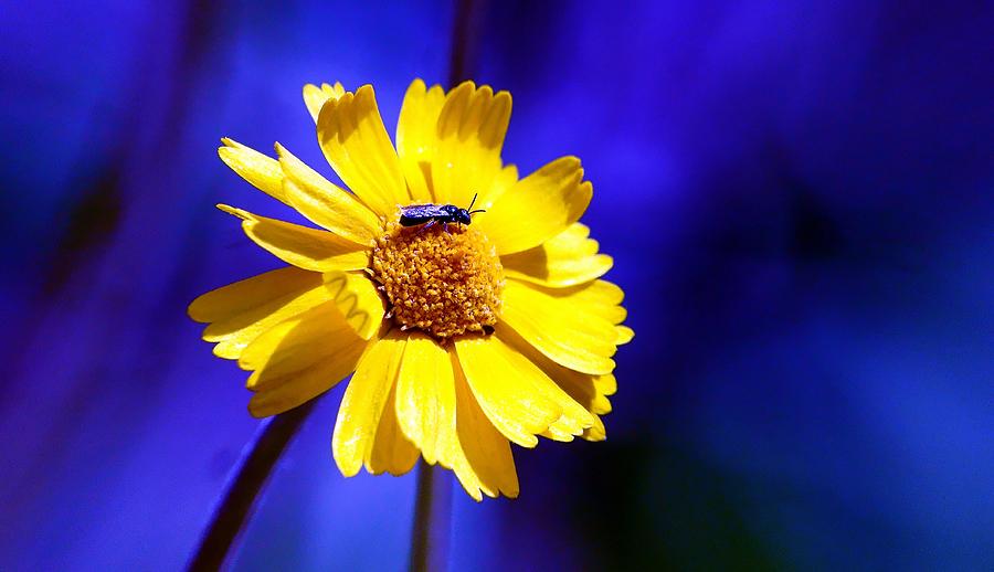 Lakeside Daisy Photograph by Dave Smith - Fine Art America