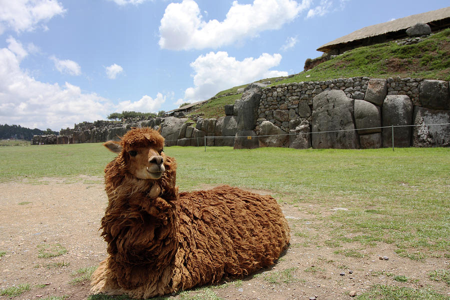 Brown Llama At Sacsayhuaman Ruin, Peru Photograph by Aidan Moran