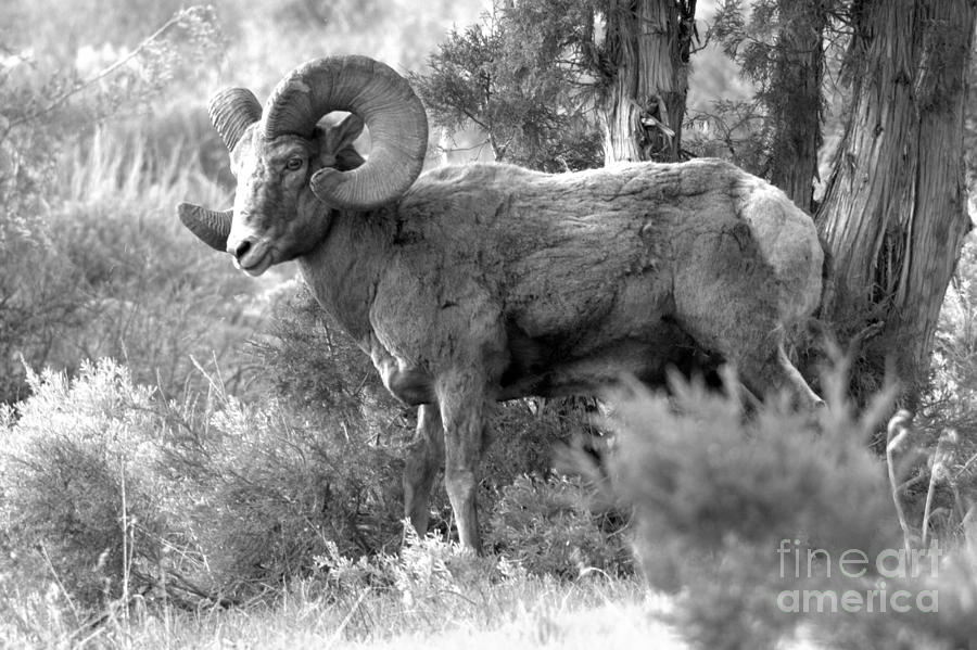 Lamar Valley Bighorn Black And White #1 Photograph by Adam Jewell