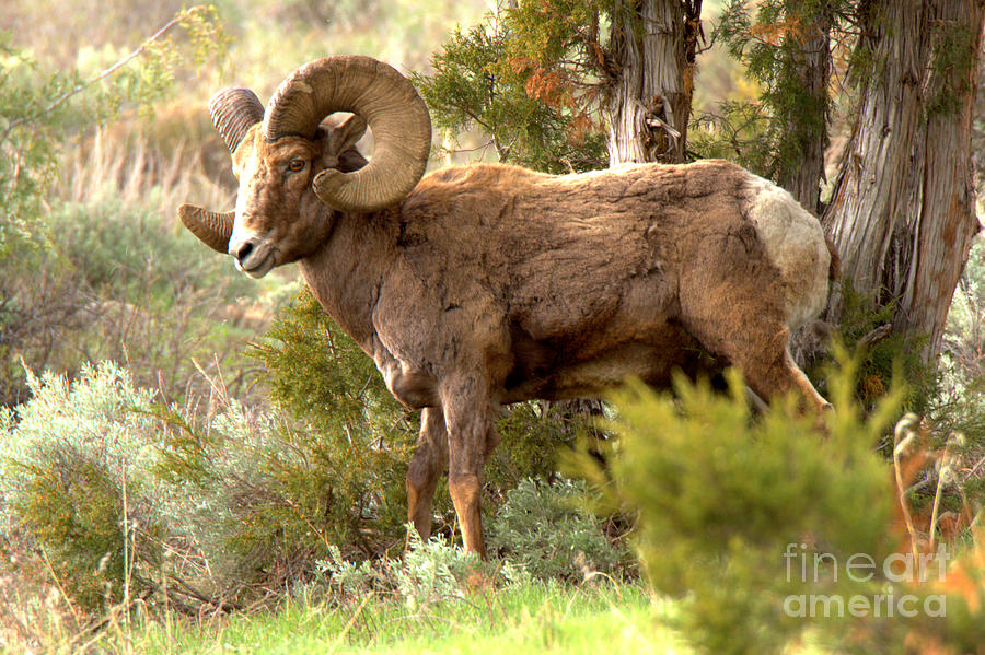 Lamar Valley Bighorn Ram #1 Photograph by Adam Jewell