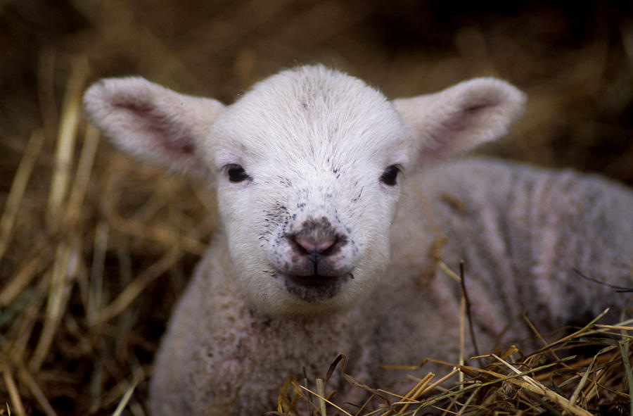 Lamb Close Up Photograph by Jerry Shulman Fine Art America