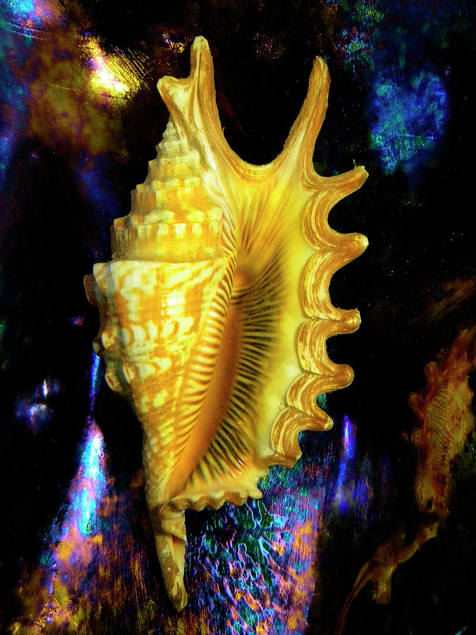 Shell Photograph - Lambis digitata Seashell #1 by Frank Wilson