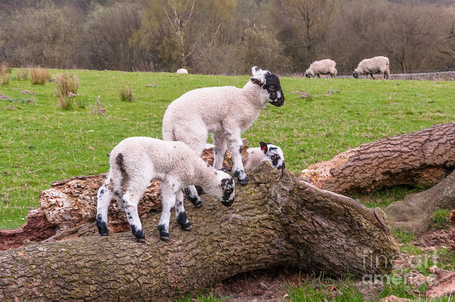 Lambs #1 Photograph by Mariusz Talarek