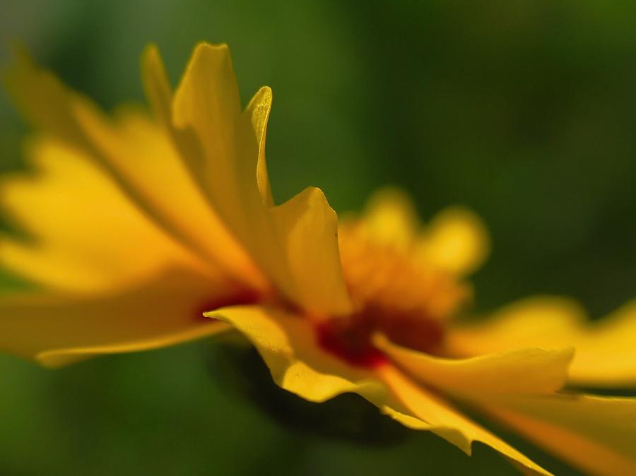 Lance-Leaved Coreopsis #1 Photograph by Juergen Roth