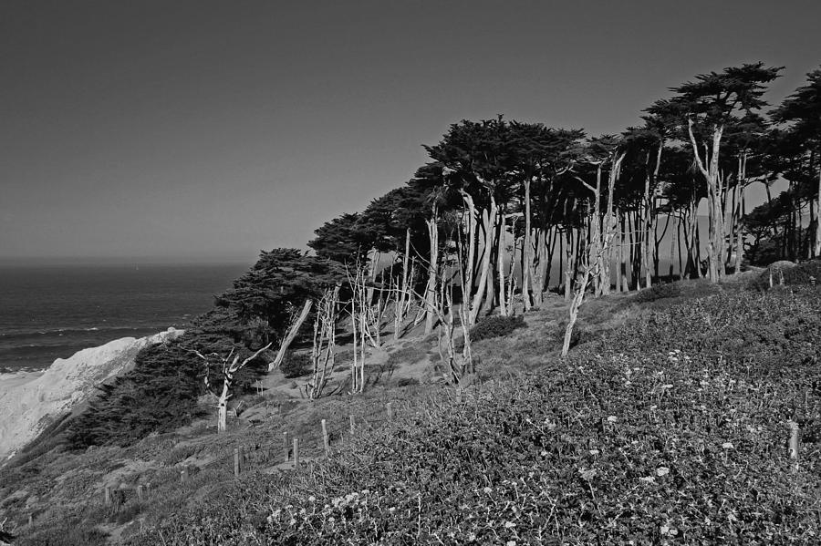 Lands End in San Francisco #1 Photograph by Michiale Schneider