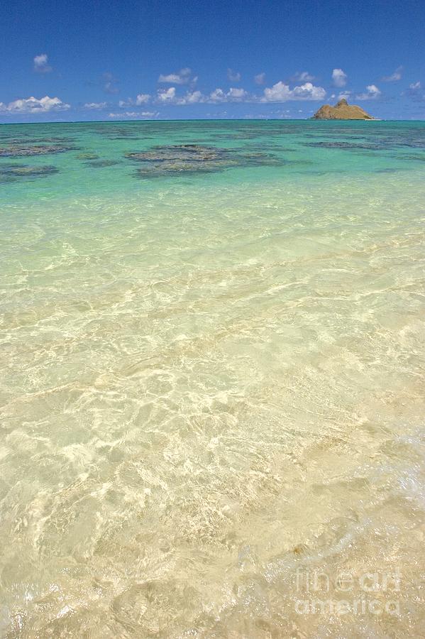 Paradise Photograph - Lanikai Coral Head #1 by Tomas del Amo - Printscapes