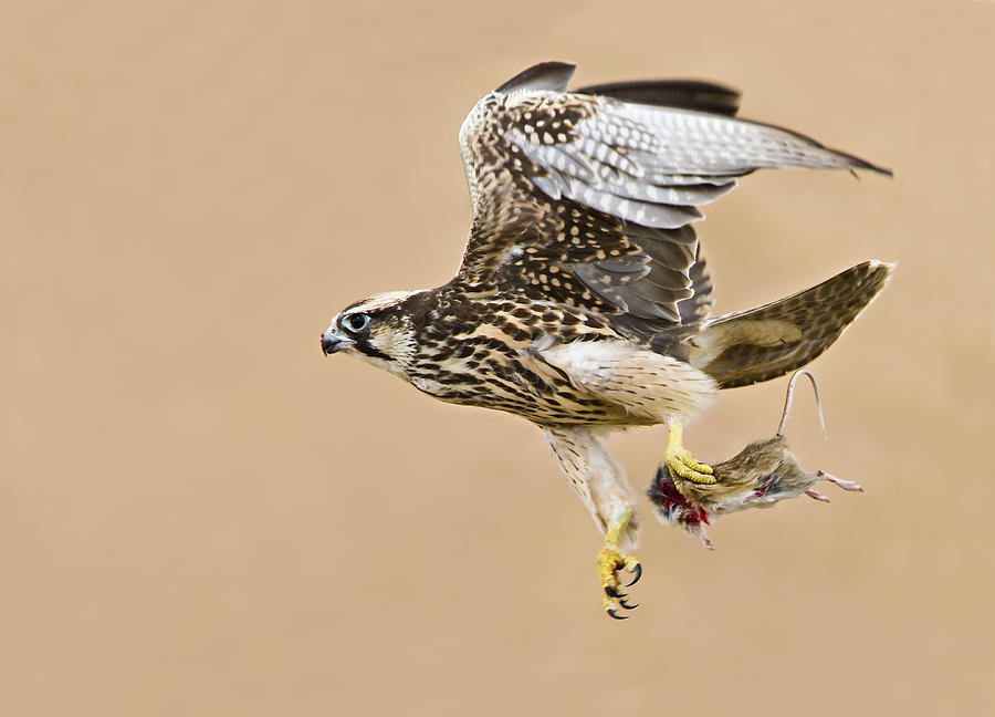 Bird Photograph - Lanner Falcon #1 by Basie Van Zyl
