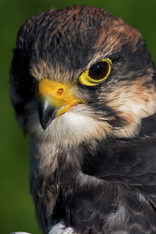 Falcon Photograph - Lanner Falcon #1 by JT Lewis