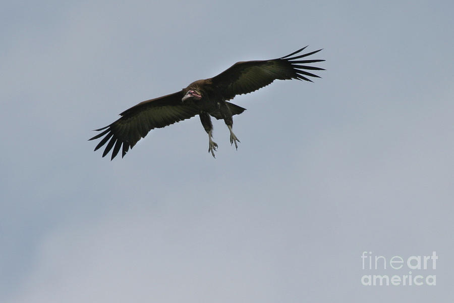 Vulture Photograph - Lappet Faced Vulture #1 by Joseph G Holland