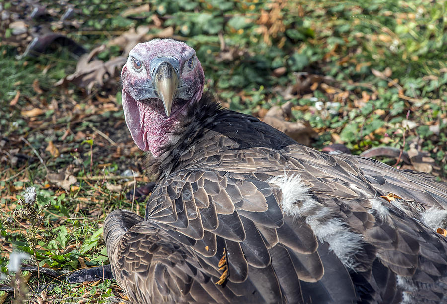 Lappet Faced Vulture Portrait #1 Photograph by William Bitman