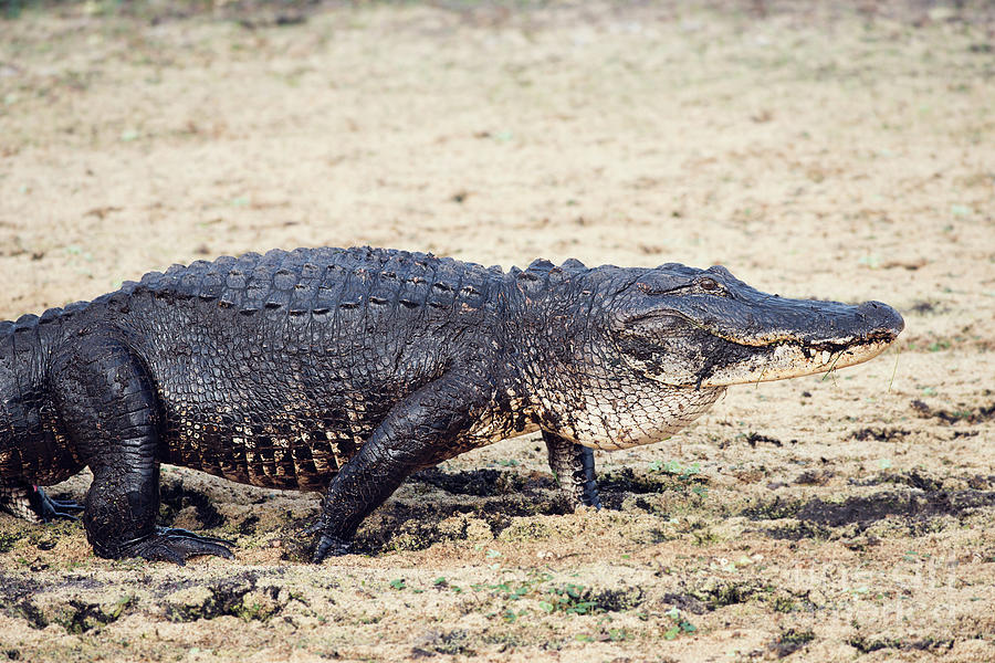 Large Alligator walking Photograph by Svetlana Foote - Fine Art America