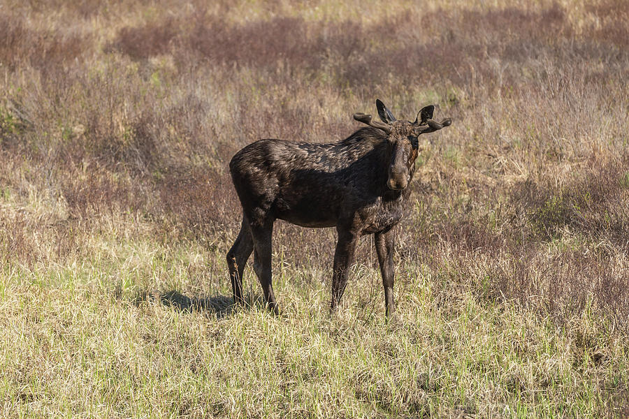 Large male moose fedding #1 Photograph by Josef Pittner