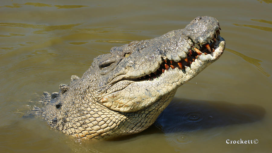 Large Saltwater Crocodile Profile Photograph by Gary Crockett - Fine ...