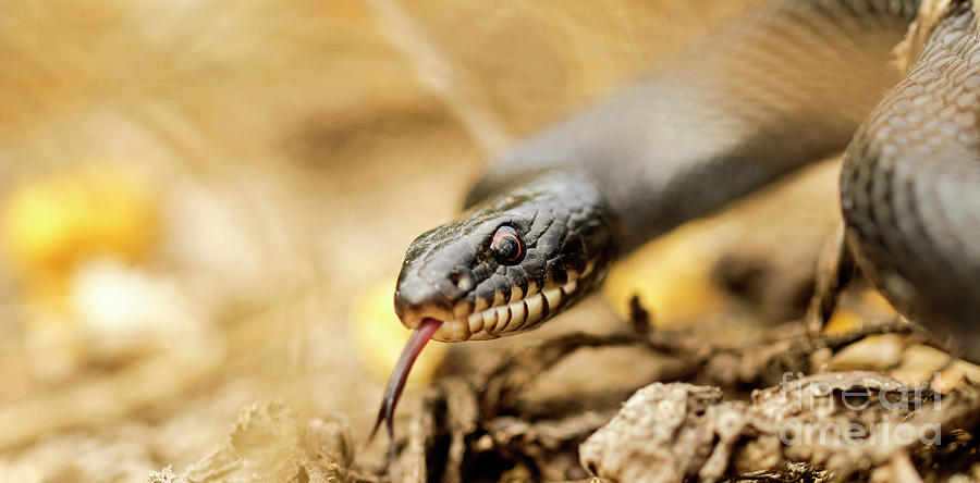 Snake Photograph - Large Whipsnake Coluber jugularis #1 by Alon Meir