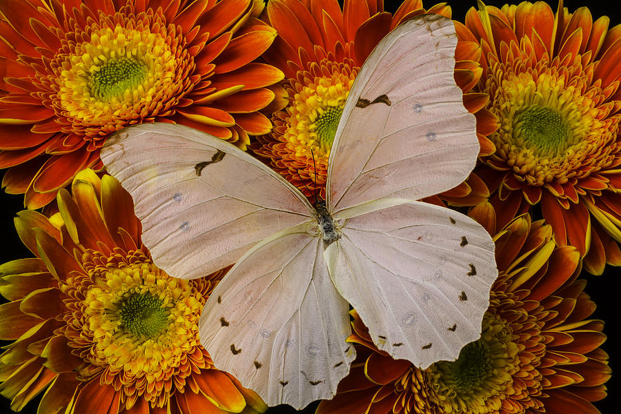 Large White Butterfly #2 Photograph by Garry Gay