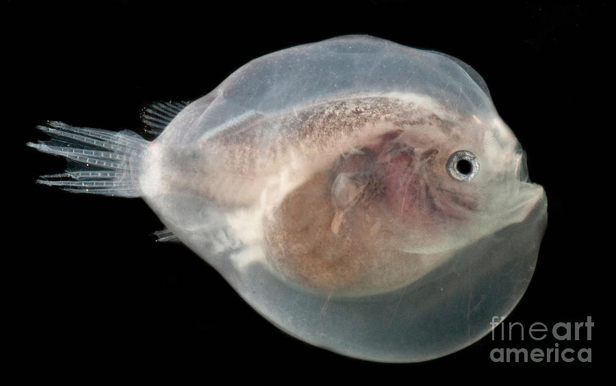 Larval Anglerfish #1 Photograph by Dant Fenolio